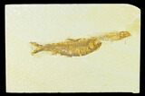 Fossil Fish (Knightia) - Green River Formation #133957-1